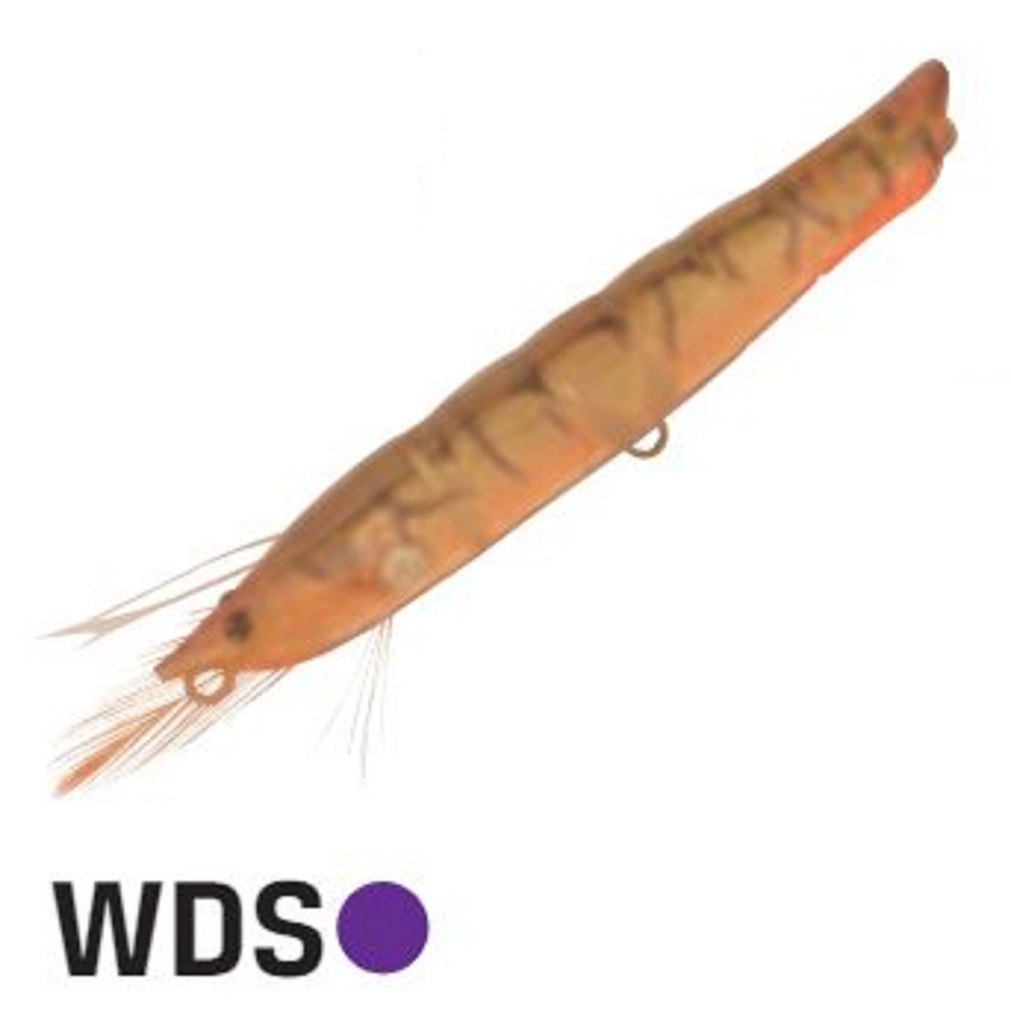 Jackson Ebi Panic 70 Topwater Floating Lure WDS (9259)