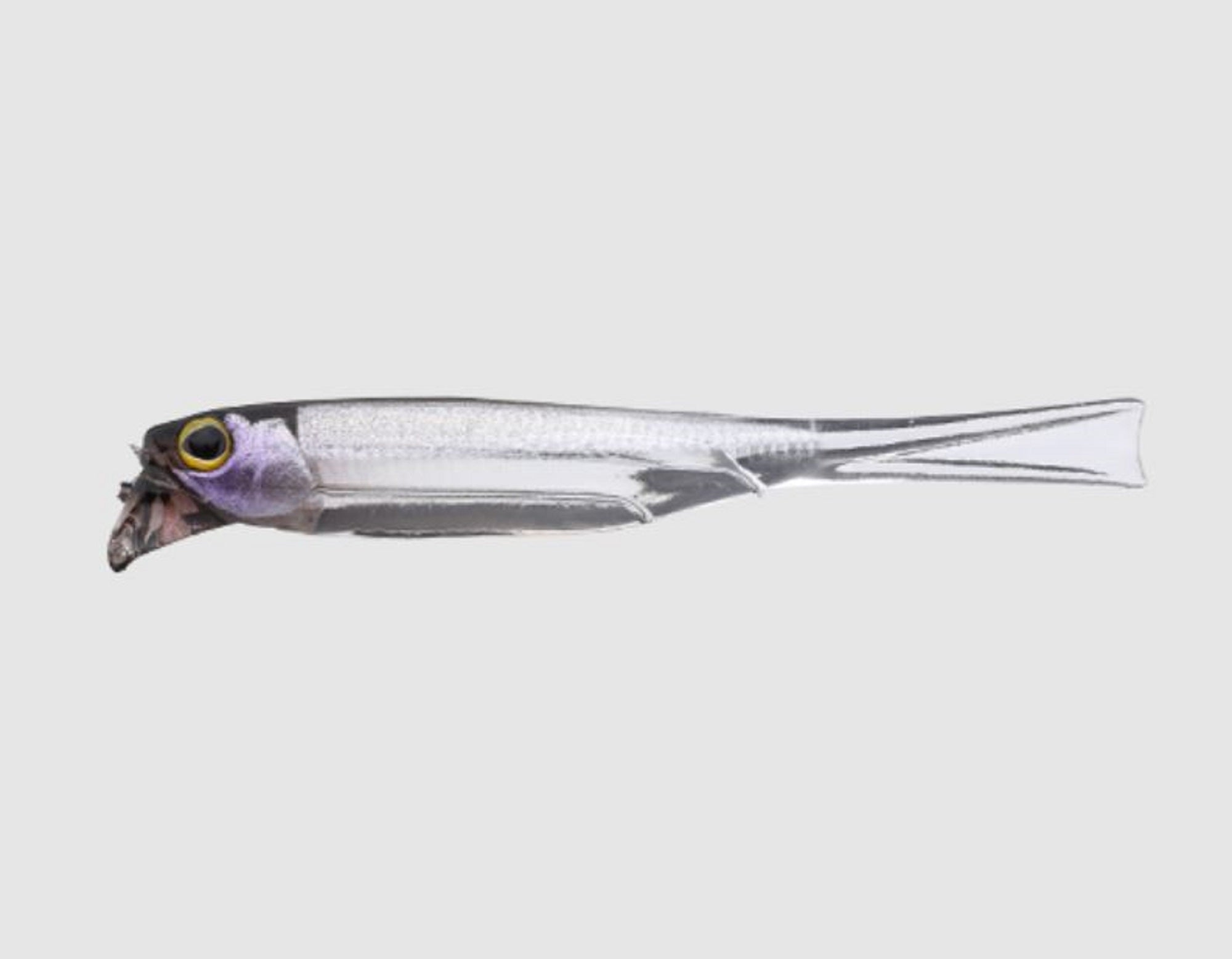 Jackall Soft Lure Drift Fry Elastomer 2.5 Inch Flashing Shad (8715)