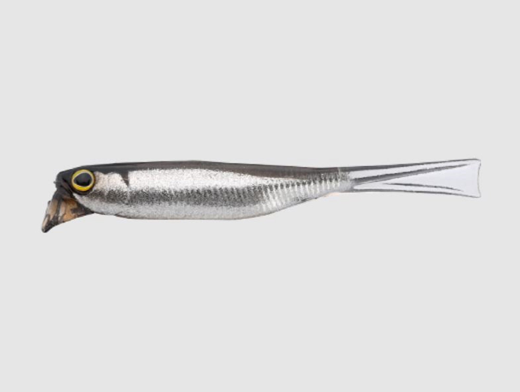Jackall Soft Lure Drift Fry Elastomer 2.5 Inch Silver Powder Shad (8722)