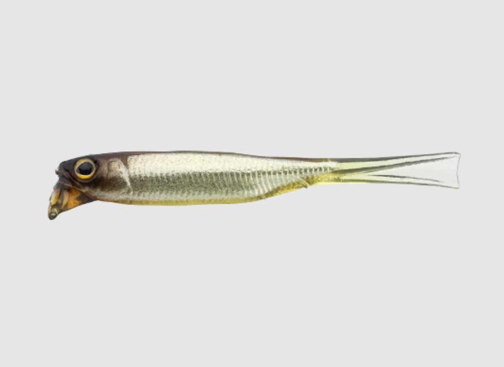 Jackall Soft Lure Drift Fry Elastomer 2.5 Inch Stain Secret (8760)