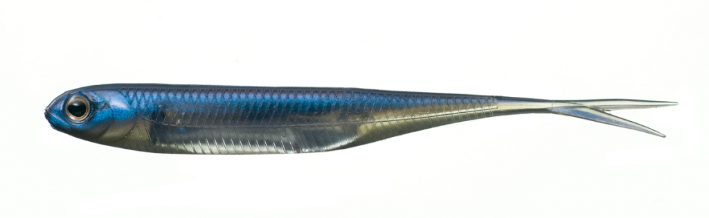 Fish Arrow Soft Lure Flash J Split 4 Inch 6 Piece per pack #04 (3776)