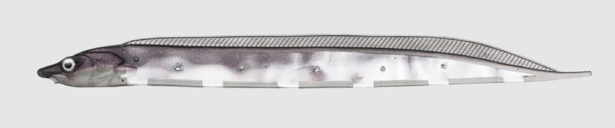 Fish Arrow Soft Lure Flash J Shirasu SW 3 Inch 5 Piece per pack #104 (3609)